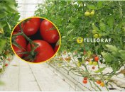 Сейчас в Украине сезон помидоров