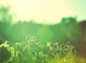 Погода в Украине 5 июля: преимущественно без осадков 