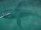 Плавник длиной с человека: ученые рассчитали точные размеры древнего мегалодона