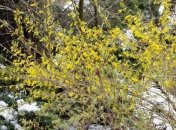 Прогноз погоды на 29 марта в Украине: ночью снова будет морозно