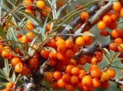 Самые полезные осенние ягоды