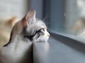 Синоптики обещают "осеннюю" погоду