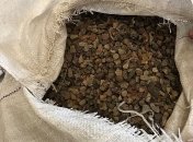 Полтонны янтаря пытались вывезти из Украины