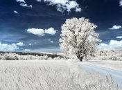 Снігу не буде, якщо 19 лютого прилетять граки