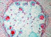 Голландцы научились строить пирамиды для клеток