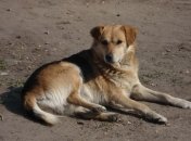 Каждой дворняге - сыскную профессию