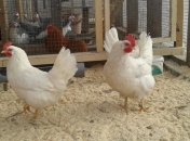 Ученые: Куры эволюционируют в 15 раз быстрее, чем предполагалось 