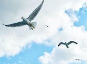 Первый эксперимент: ученые смогли изучить мозг птиц во время полета