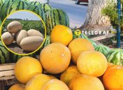 Дыни на рынке