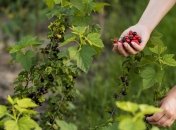 Смородину нужно удабривать