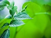 5 важных продуктов, которые помогут лишиться килограммов 