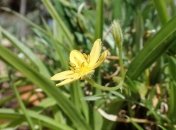 В еде людей, живших 170 тыс. лет назад найдены следы крахмала