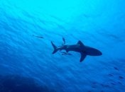 Белые акулы оказались в списке возможных причин исчезновения мегалодонов