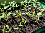 В январе можно сеять семена на рассаду