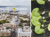 Одесскую область "радовал" краснокнижный цветок болотноцветник щитолистный