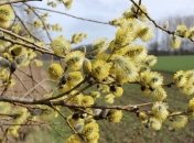 В Украине по-летнему тепло: синоптики обещают до 22° тепла и грозы