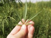 Пассивное курение марихуаны вредит не меньше сигарет