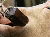 В Латвии зафиксирована вспышка АЧС