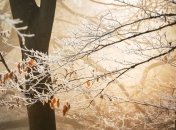 Прогноз погоды в Украине на 27 ноября: преимущественно дожди с мокрым снегом 