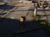 В Киеве реконструируют парки и зоны отдыха