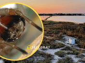 Хелицеры Cheiracanthium punctorium