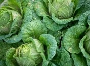 Капуста вразить своїми розмірами: чим потрібно удобрити овоч у липні для великого врожаю