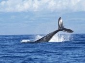 Вблизи Японии обнаружили новый вид китов