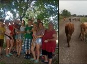 Родина Кириченків намагається врятувати своїх корів