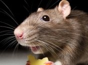 Ученые сделали неожиданное открытие о крысах