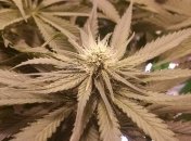 Следы ритуального использования конопли нашли на поверхности алтаря времен Иудейского царства