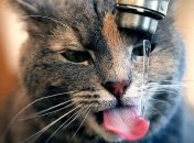 Часть Ужгорода осталась без воды