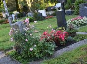 Что посадить на кладбище