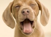 Почему собаки крутятся на месте перед тем, как лечь спать?