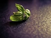 Тараканы не переносят аромат некоторых растений