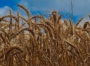 Экспорт сельхозпродукции в Европу значительно увеличился