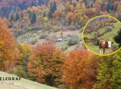 Село Стригальня