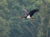 Черный аист чуть меньше известного в Украине белого аиста