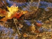 Погода в Украине на сегодня: солнечно будет почти на всей территории