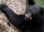 Американцам запретили делать селфи с медведями