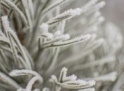 Какой завтра праздник: обычаи и традиции 9 декабря