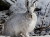 На Сумщине обнаружили инфекционную болезнь, от которой в Украине нет вакцины