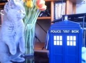 Котенок, сыграв инопланетянина в "Докторе Кто", стал звездой (Видео)