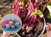 Як правильно зберігати врожай буряків