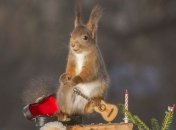 Рождественские белочки на фотографиях (Фото) 