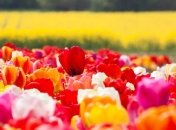 Почти лето: Синоптики обещают много солнца и тепло до +23°