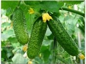 17 августа 2015, примета дня. Подтягиваем хвосты и хвостики