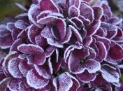 Что лучше не сажать на новогодние праздники? Советы огородников