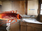 Никакие приманки не помогут