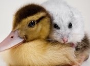 Забавные животные в объективе Эйбо