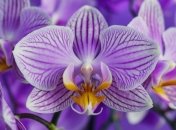 Весна - подходящее время для обрезки орхидеи